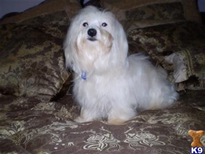 Stud Dogs - Maltese